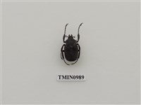 藏品(余陳角金龜)的圖片